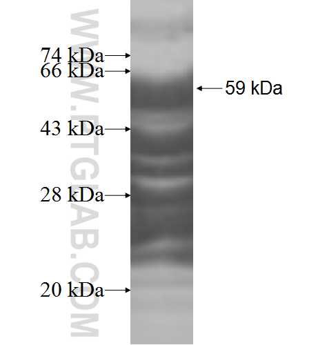 PPP1R8 fusion protein Ag9041 SDS-PAGE