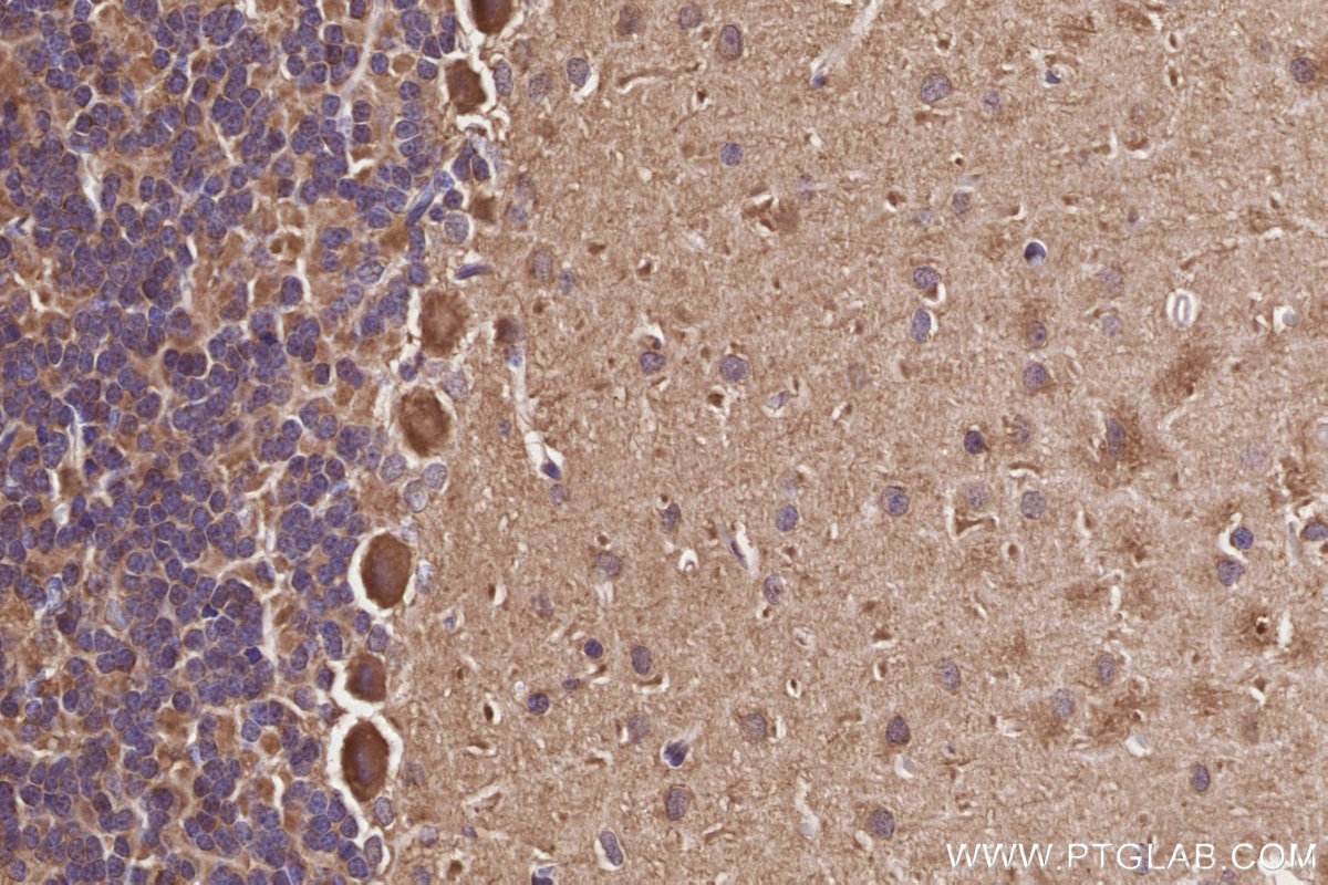 Immunohistochemistry (IHC) staining of rat cerebellum tissue using Neurabin 2 Polyclonal antibody (55129-1-AP)