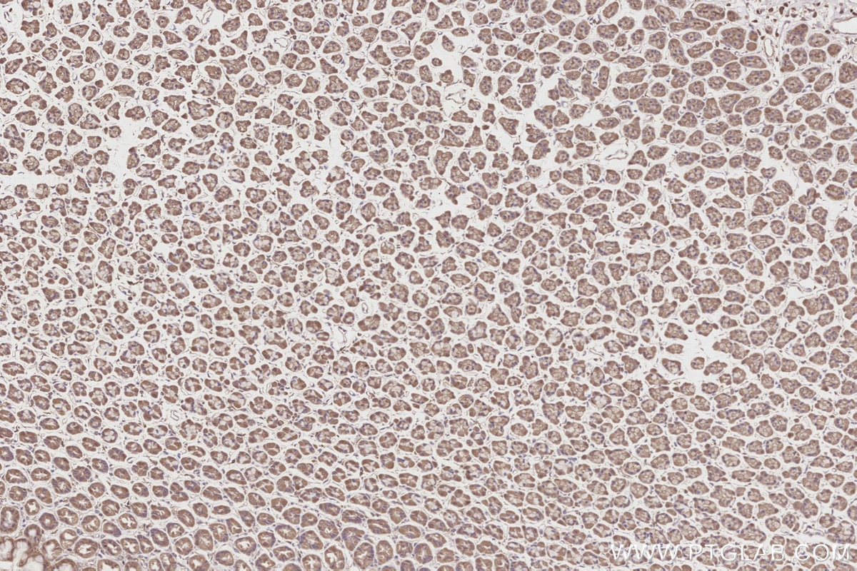 Immunohistochemistry (IHC) staining of rat stomach tissue using Neurabin 2 Polyclonal antibody (55129-1-AP)