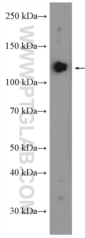 Western Blot (WB) analysis of mouse brain tissue using Neurabin 2 Polyclonal antibody (55129-1-AP)