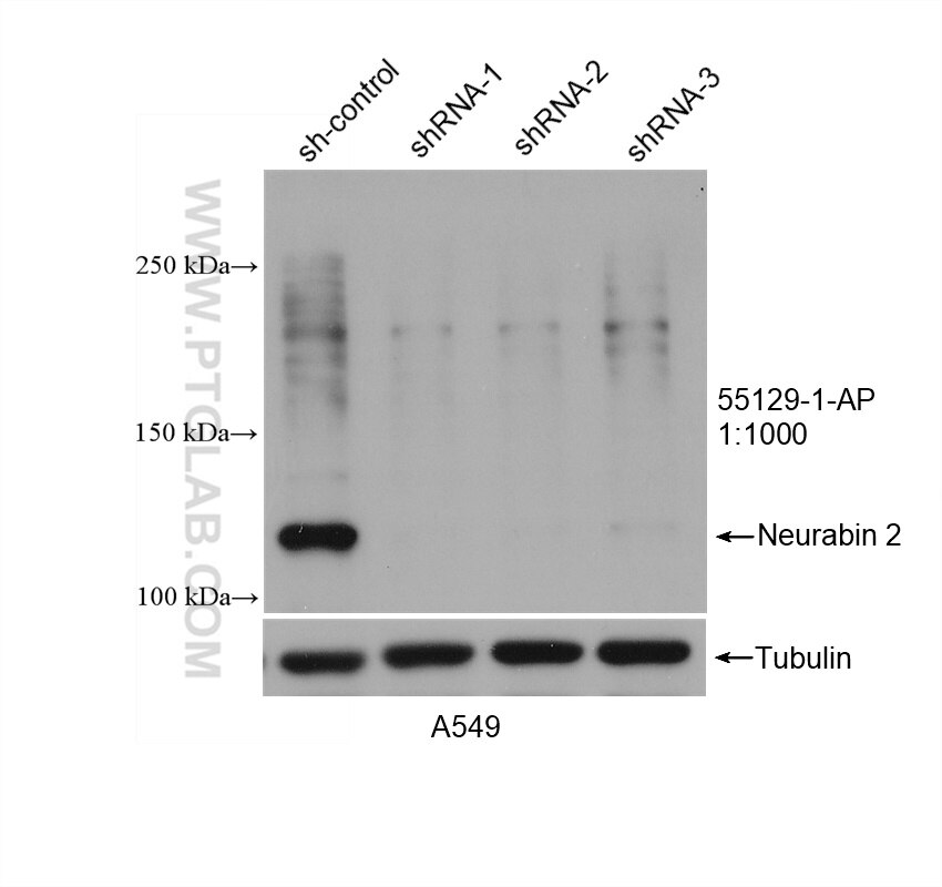 Western Blot (WB) analysis of A549 cells using Neurabin 2 Polyclonal antibody (55129-1-AP)