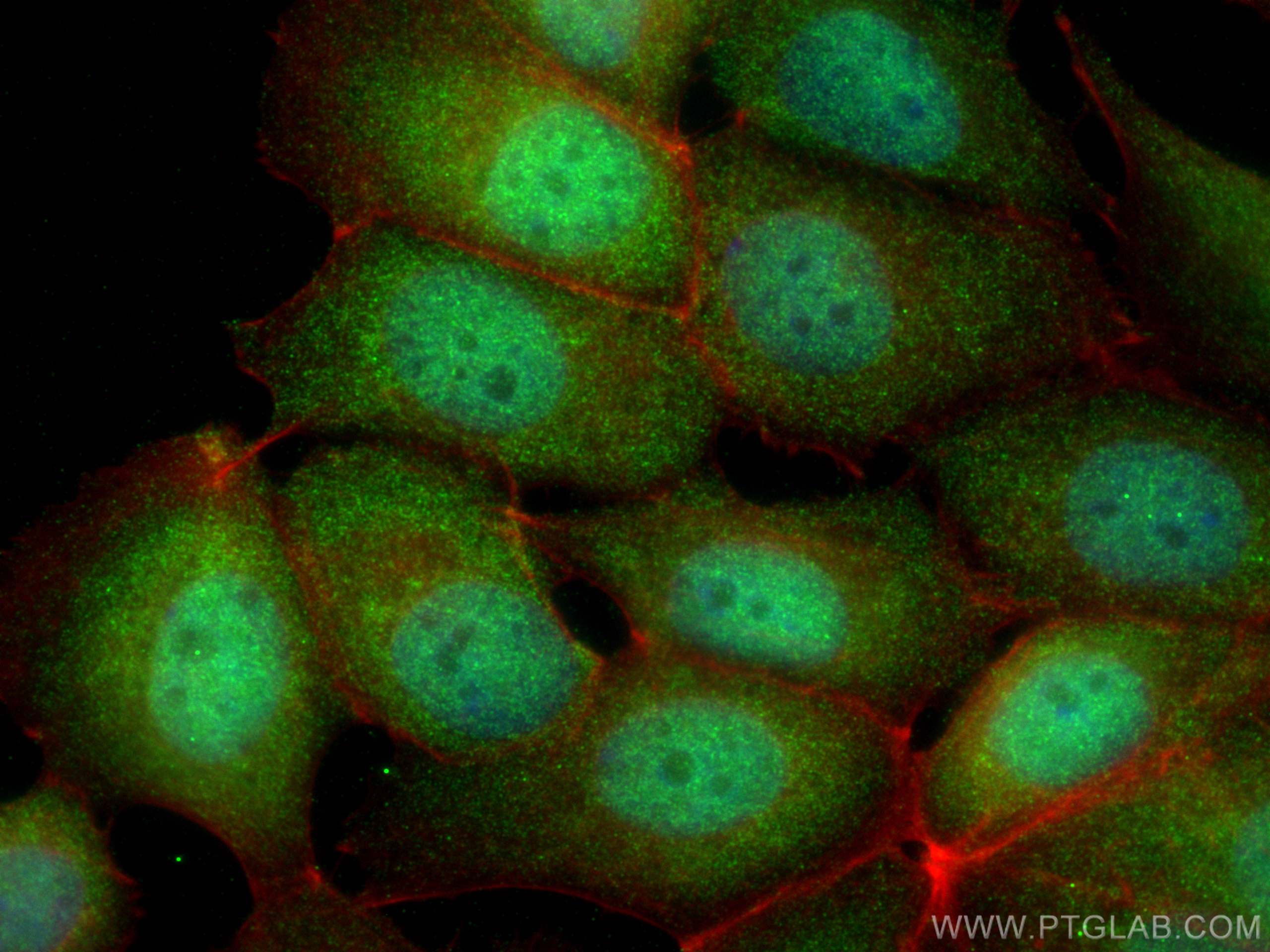 Immunofluorescence (IF) / fluorescent staining of MCF-7 cells using PPP2CA Polyclonal antibody (13482-1-AP)