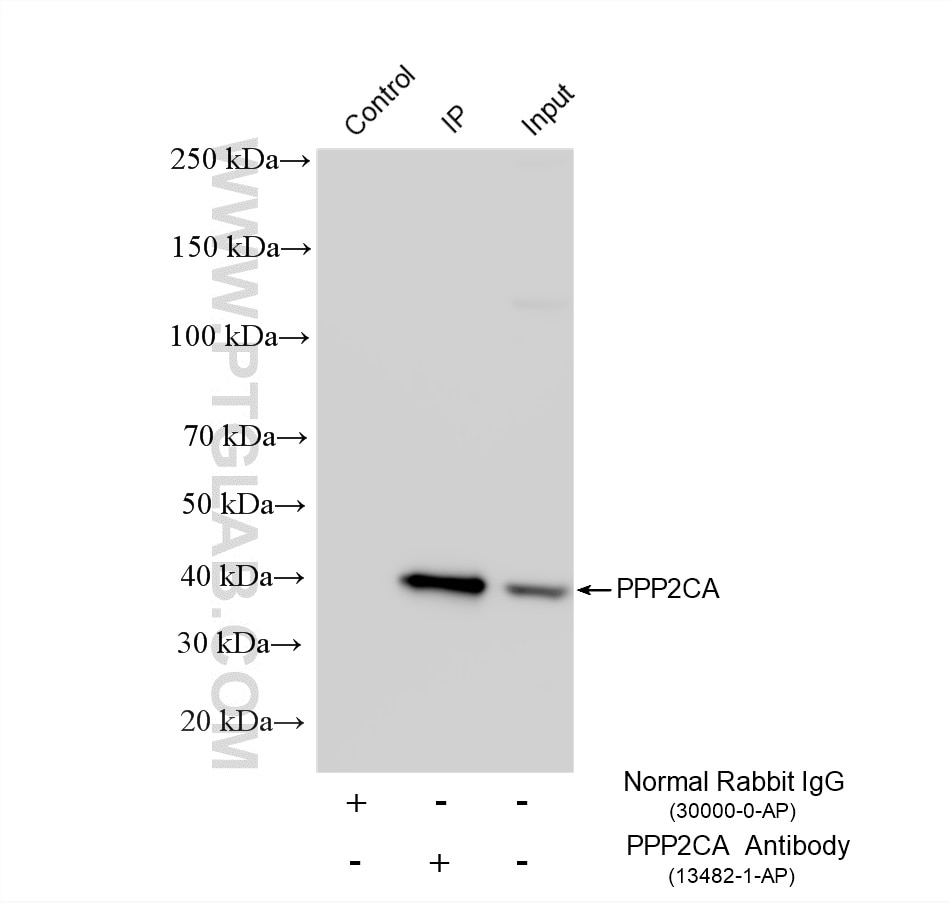 IP experiment of Jurkat using 13482-1-AP Immunoprecipitation (IP) experiment of Jurkat cells using PPP2CA Polyclonal antibody (13482-1-AP)