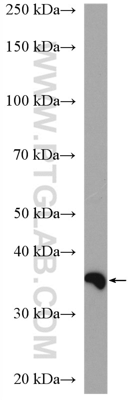 WB analysis of HEK-293T using 13482-1-AP