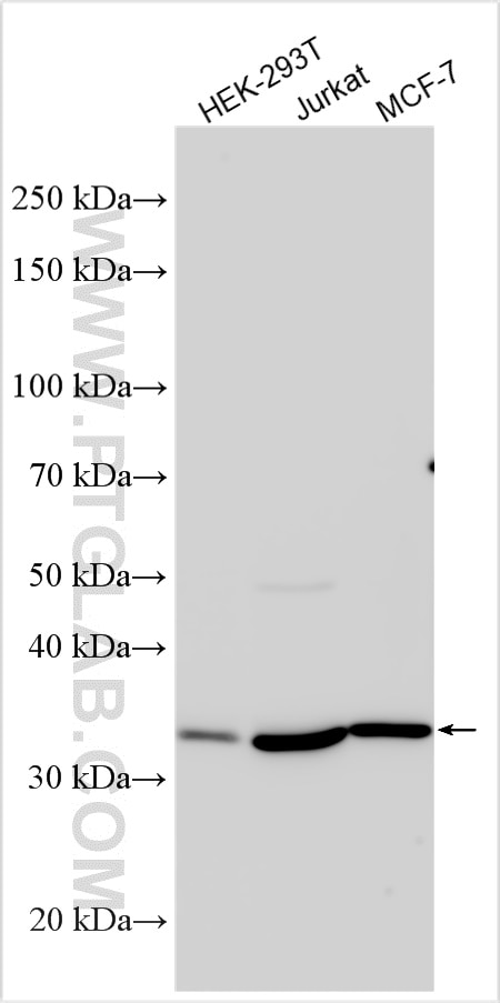 Western Blot (WB) analysis of various lysates using PPP2CA Polyclonal antibody (13482-1-AP)