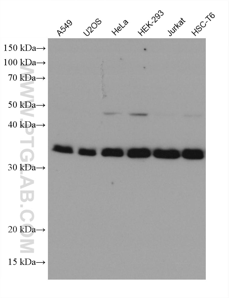Western Blot (WB) analysis of various lysates using PPP2CA Monoclonal antibody (67809-1-Ig)