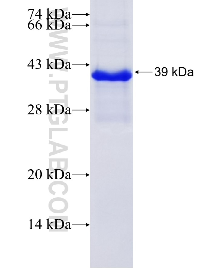 PPP2CA fusion protein Ag4294 SDS-PAGE