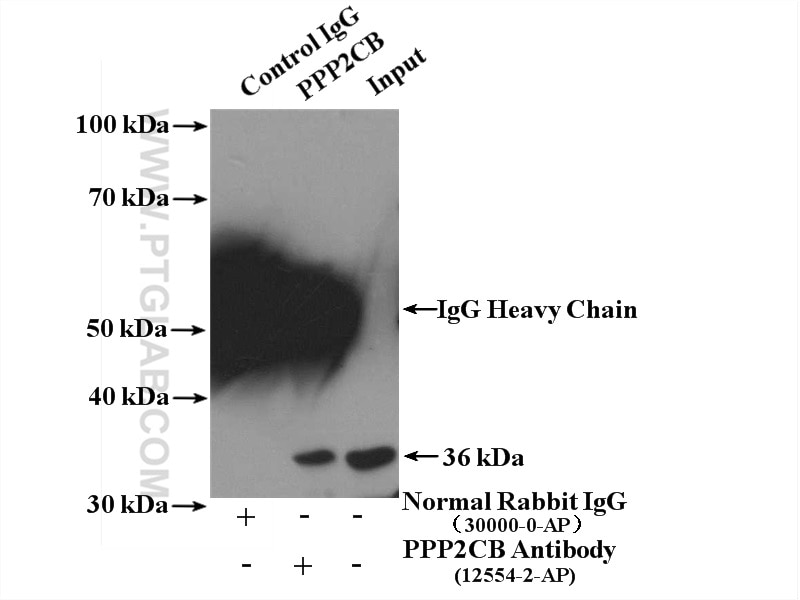 Immunoprecipitation (IP) experiment of NIH/3T3 cells using PPP2CB Polyclonal antibody (12554-2-AP)