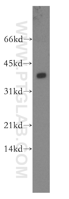Western Blot (WB) analysis of mouse lung tissue using PPP2CB Polyclonal antibody (12554-2-AP)