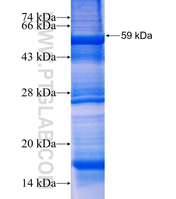 PPP2CB fusion protein Ag3233 SDS-PAGE