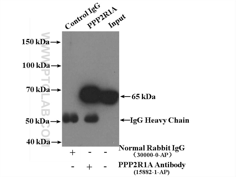Immunoprecipitation (IP) experiment of HepG2 cells using PPP2R1A Polyclonal antibody (15882-1-AP)