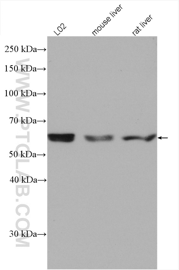 Western Blot (WB) analysis of various lysates using PPP2R1A Polyclonal antibody (15882-1-AP)