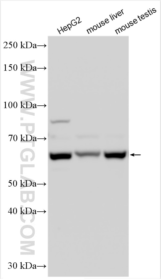 Western Blot (WB) analysis of various lysates using PPP2R1A Polyclonal antibody (15882-1-AP)
