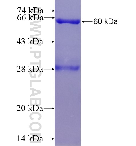 PPP2R1A fusion protein Ag8661 SDS-PAGE