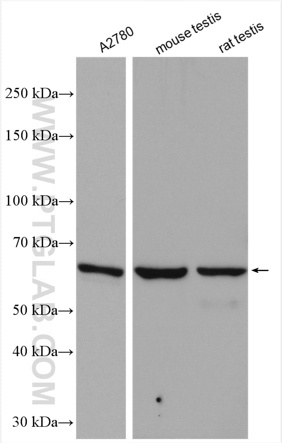Western Blot (WB) analysis of various lysates using PPP2R1B Polyclonal antibody (12621-1-AP)