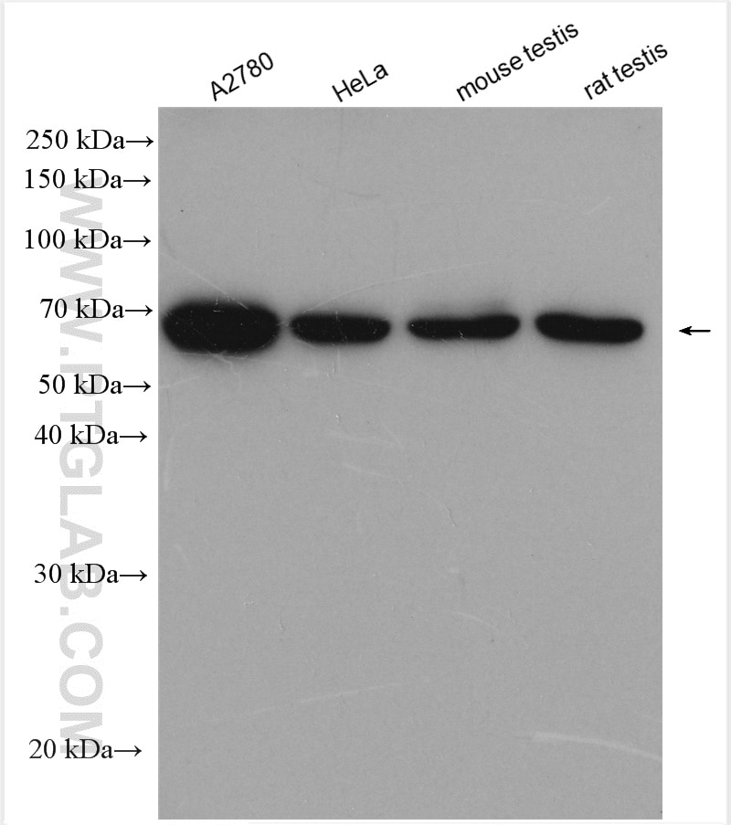 Western Blot (WB) analysis of various lysates using PPP2R1B Polyclonal antibody (12621-1-AP)