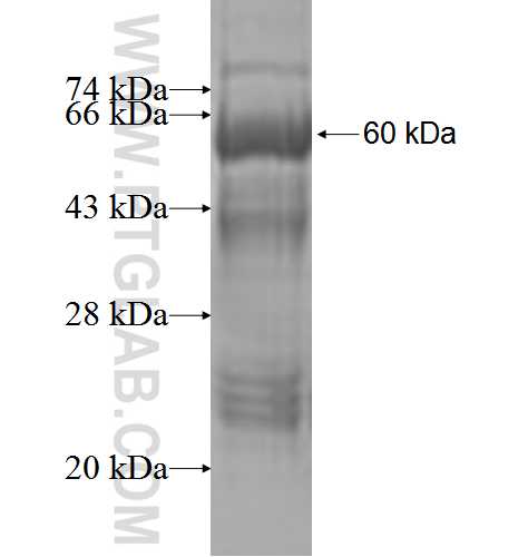 PPP2R1B fusion protein Ag3307 SDS-PAGE