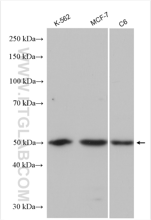 Western Blot (WB) analysis of various lysates using PPP2R2A Polyclonal antibody (16569-1-AP)