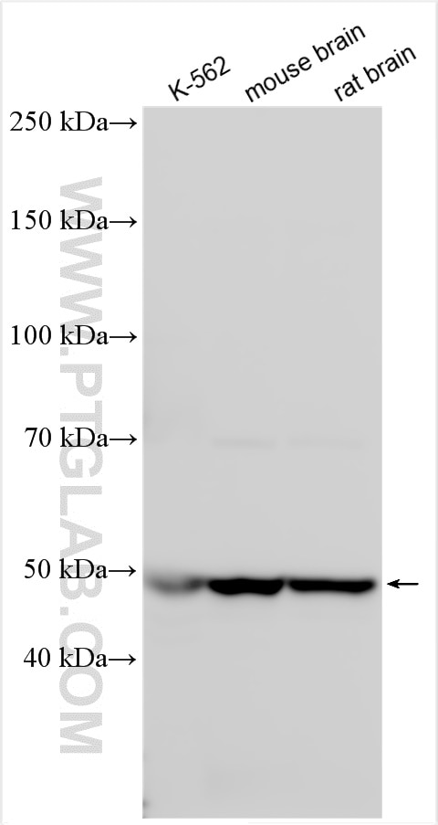 Western Blot (WB) analysis of various lysates using PPP2R2A Polyclonal antibody (16569-1-AP)
