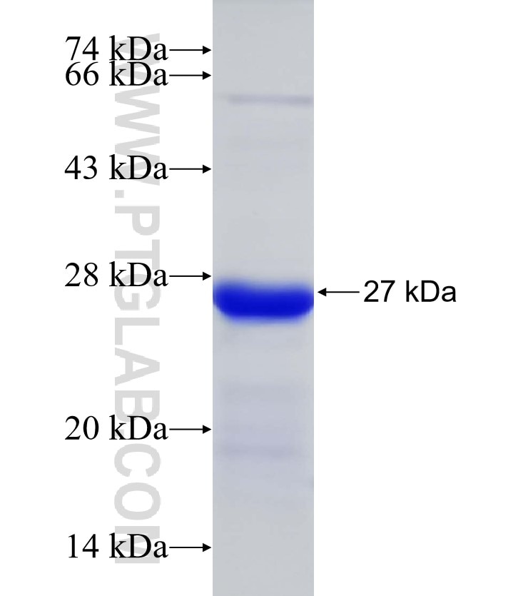 PPP2R2A fusion protein Ag33342 SDS-PAGE