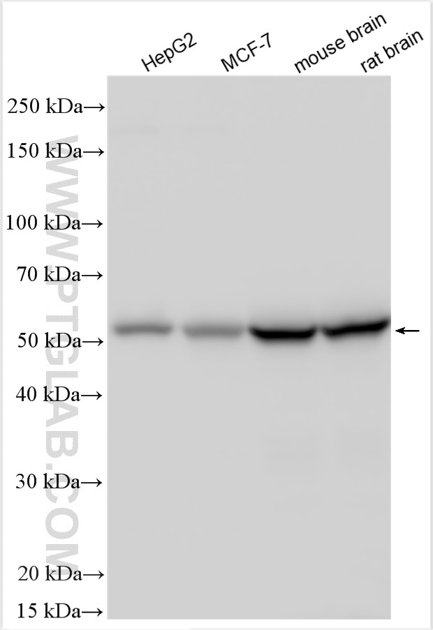 Western Blot (WB) analysis of various lysates using PPP2R2B/A/C/D Polyclonal antibody (29237-1-AP)