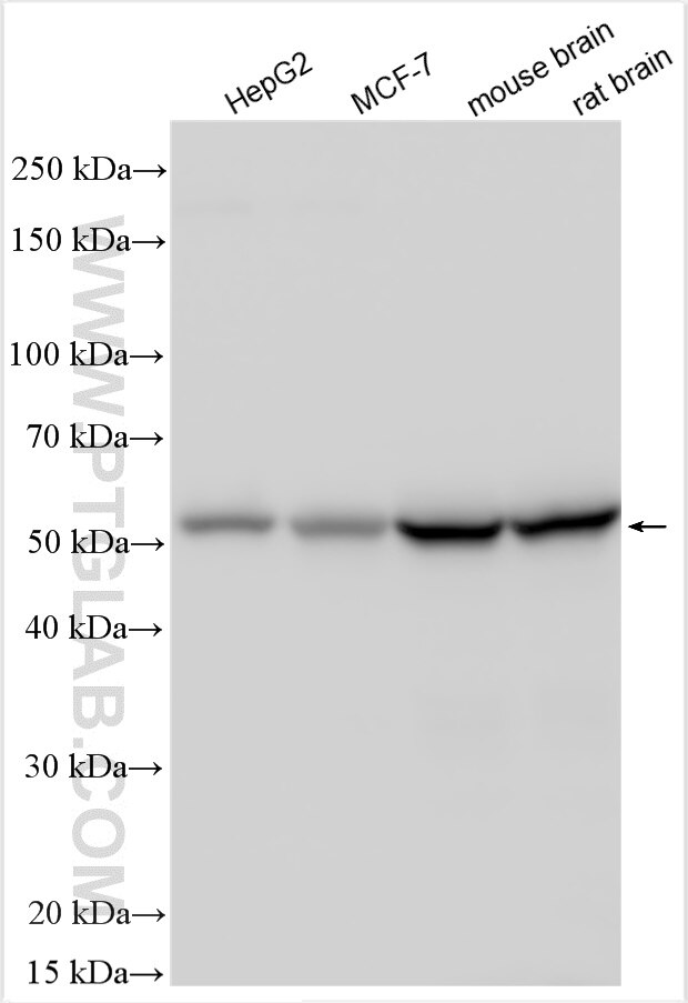 Western Blot (WB) analysis of various lysates using PPP2R2B/A/C/D Polyclonal antibody (29237-1-AP)