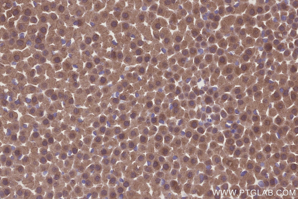 Immunohistochemistry (IHC) staining of mouse adrenal gland tissue using PPP2R2B/A/C/D Polyclonal antibody (13123-1-AP)