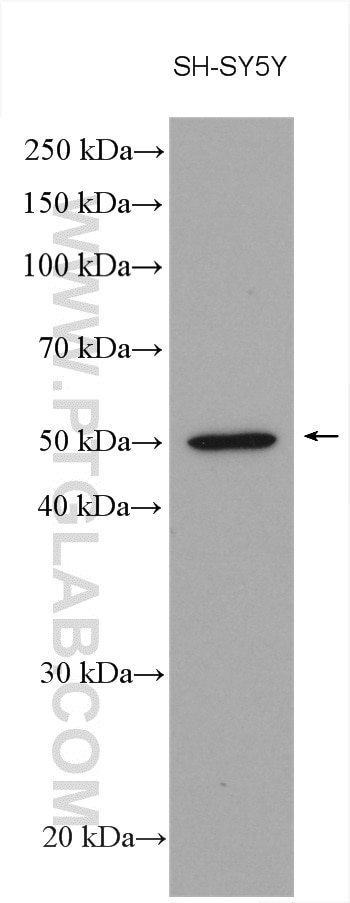 Western Blot (WB) analysis of various lysates using PPP2R2B/A/C/D Polyclonal antibody (13123-1-AP)