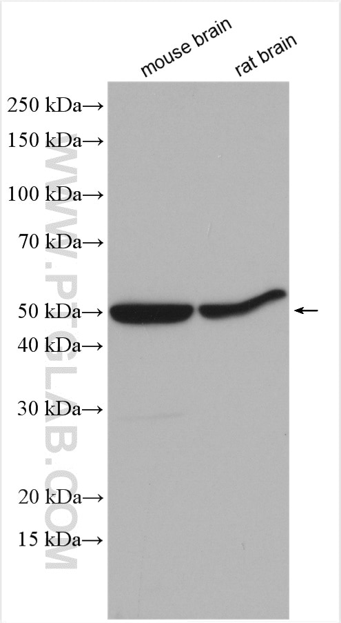 Western Blot (WB) analysis of various lysates using PPP2R2B/A/C/D Polyclonal antibody (13123-1-AP)