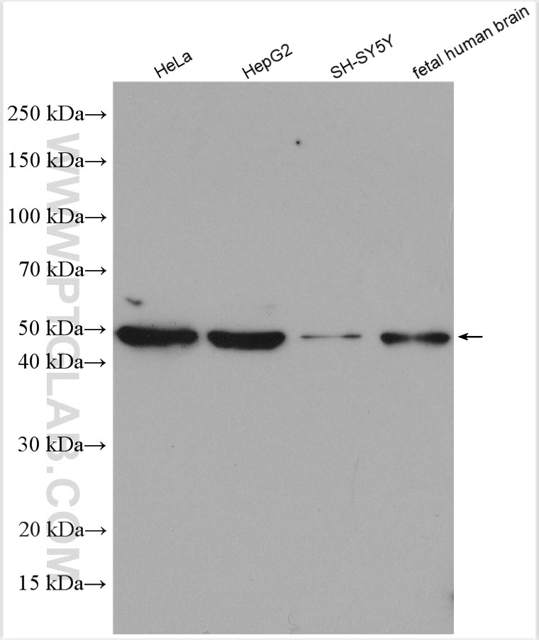 Western Blot (WB) analysis of various lysates using PPP2R2B/A/C/D Polyclonal antibody (13123-1-AP)