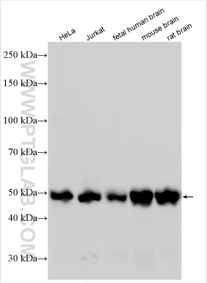 Western Blot (WB) analysis of various lysates using PPP2R2B/A/C/D Polyclonal antibody (13123-1-AP)