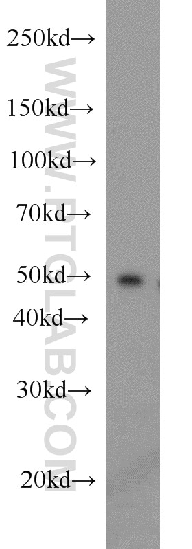 Western Blot (WB) analysis of MCF-7 cells using PPP2R2B/A/C/D Polyclonal antibody (13123-1-AP)