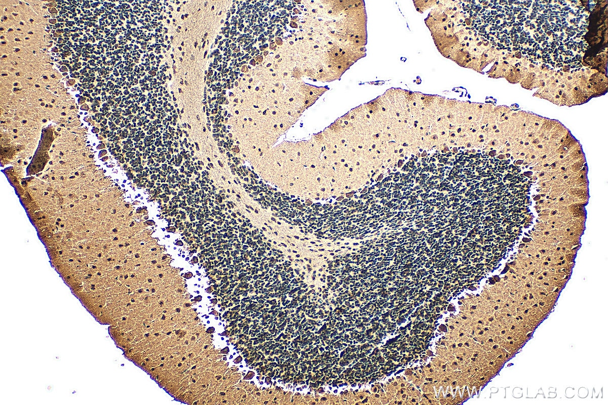 IHC staining of mouse cerebellum using 67783-1-Ig