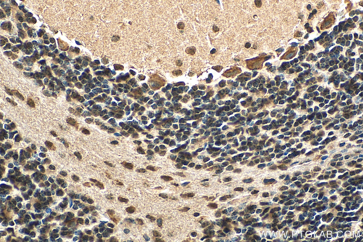 Immunohistochemistry (IHC) staining of mouse cerebellum tissue using PPP2R2A/B/C Monoclonal antibody (67783-1-Ig)