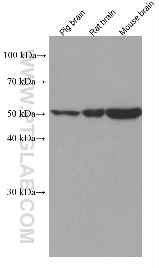 Western Blot (WB) analysis of various lysates using PPP2R2A/B/C Monoclonal antibody (67783-1-Ig)