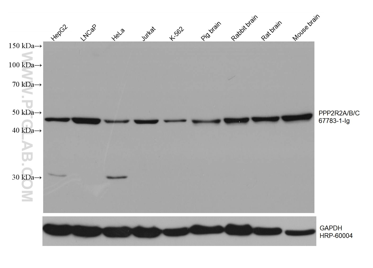 Western Blot (WB) analysis of various lysates using PPP2R2A/B/C Monoclonal antibody (67783-1-Ig)