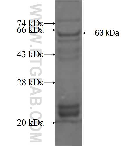 PPP2R2B fusion protein Ag3860 SDS-PAGE
