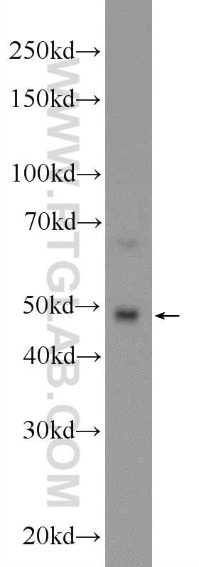 Western Blot (WB) analysis of mouse testis tissue using PPP2R2C Polyclonal antibody (12747-1-AP)