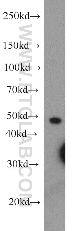 Western Blot (WB) analysis of MCF-7 cells using PPP2R2C Polyclonal antibody (12747-1-AP)