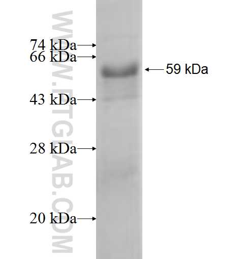 PPP2R2C fusion protein Ag3470 SDS-PAGE