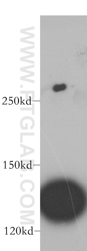 Western Blot (WB) analysis of MCF-7 cells using PPP2R3A Polyclonal antibody (14720-1-AP)