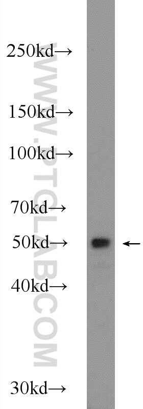 Western Blot (WB) analysis of rat brain tissue using PPP2R3C Polyclonal antibody (24877-1-AP)