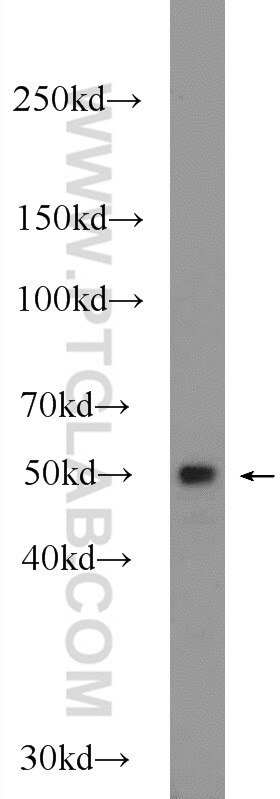 Western Blot (WB) analysis of rat brain tissue using PPP2R3C Polyclonal antibody (24877-1-AP)