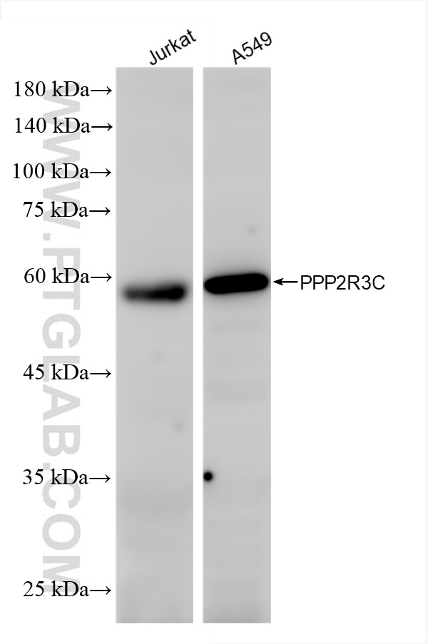Western Blot (WB) analysis of various lysates using PPP2R3C Recombinant antibody (86449-1-RR)