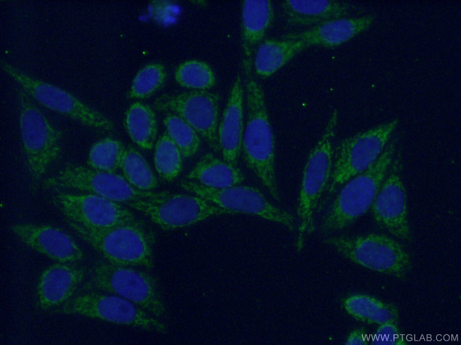 Immunofluorescence (IF) / fluorescent staining of HepG2 cells using PPP2R5A Polyclonal antibody (12675-2-AP)