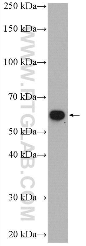 Western Blot (WB) analysis of HeLa cells using PPP2R5A Polyclonal antibody (12675-2-AP)