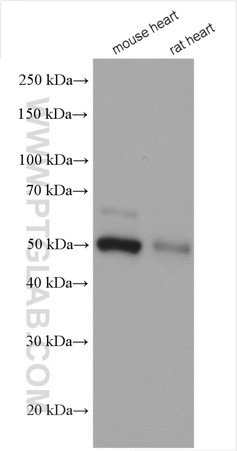 Western Blot (WB) analysis of various lysates using PPP2R5A Polyclonal antibody (12675-2-AP)