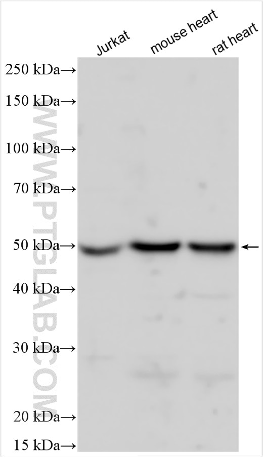 Western Blot (WB) analysis of various lysates using PPP2R5A Polyclonal antibody (29365-1-AP)