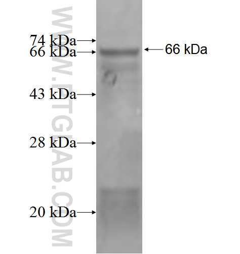 PPP2R5D fusion protein Ag2705 SDS-PAGE