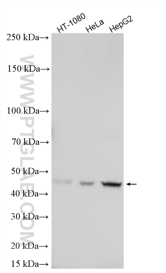 WB analysis using 23885-1-AP (same clone as 23885-1-PBS) Western Blot (WB) analysis of various lysates using PPP2R5E Polyclonal antibody (23885-1-AP)